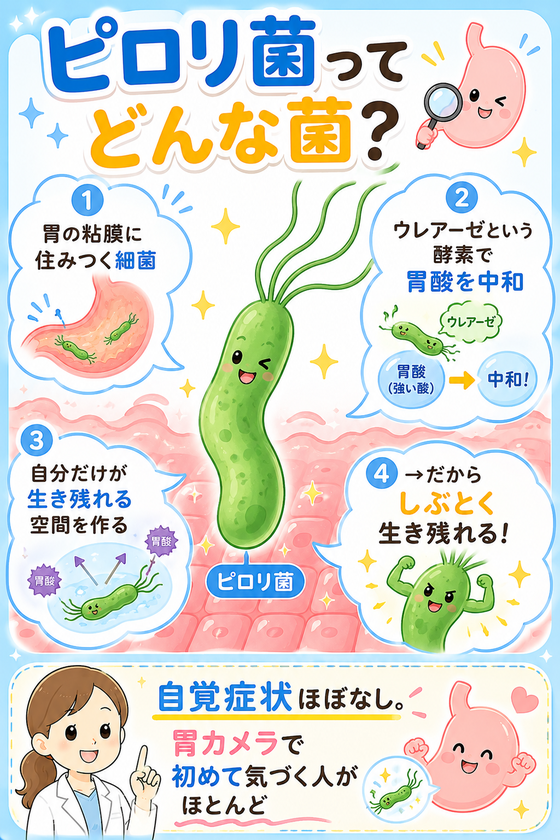 ピロリ菌ってどんな菌?