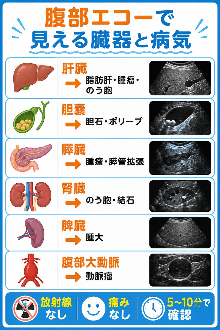 腹部エコーで見える臓器と病気